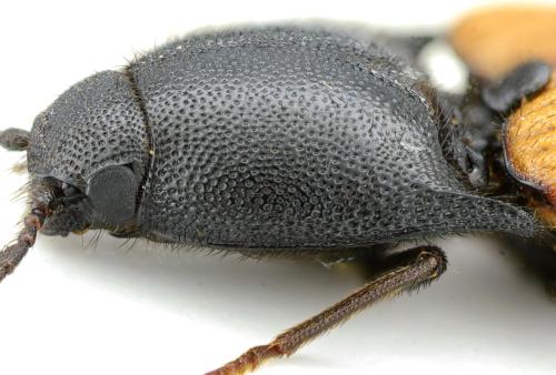 Réf. 342 389 : Ampedus aurilegulus